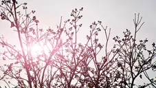 Bsqnt Dbjtallh Fxnl Cgyblqt